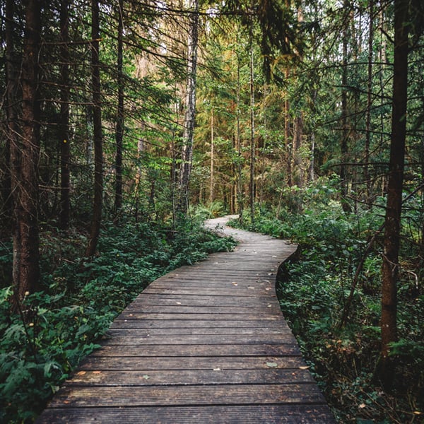 Chemin en forêt