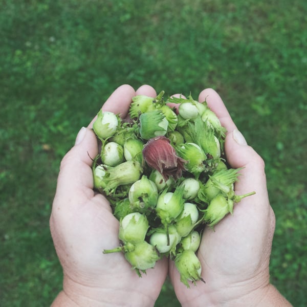 Cueillette d'aliments naturels